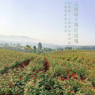 花草茶冻干墨红玫瑰 茶 食用花茶云南大理滇红玫瑰瓶装直播批发   2千克图4