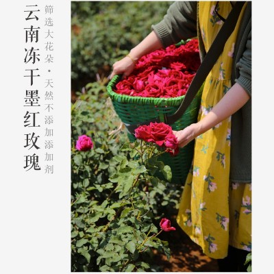 花草茶冻干墨红玫瑰 茶 食用花茶云南大理滇红玫瑰瓶装直播批发   2千克图3