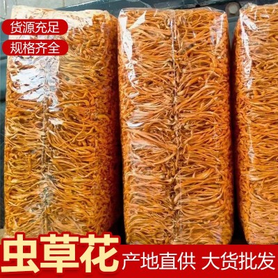 虫草花批发 金虫草干货蛹虫草散装食用菌菇北虫草原产地现货直供1千克