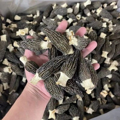 云南特级羊肚菌批发价菌菇干货精选正品煲汤食材农家特产厂家批发1千克图2