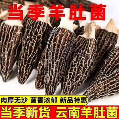云南特级羊肚菌批发价菌菇干货精选正品煲汤食材农家特产厂家批发1千克