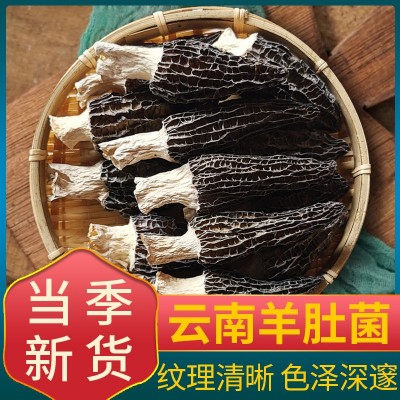 云南高原羊肚菌干货食品酒水剪柄无沙头茬羊肚菌羊肚菌菇干 货批发1袋