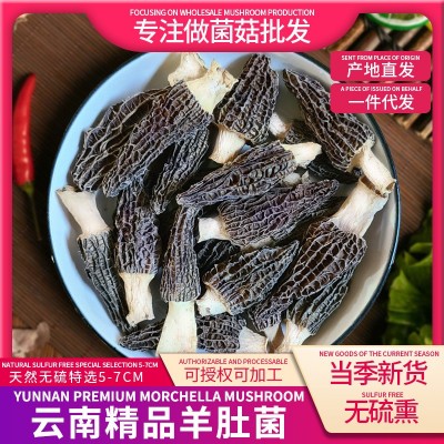 云南高原羊肚菌干货5-8cm批发剪柄头茬无沙羊肚菌菇种植基 地直发1袋