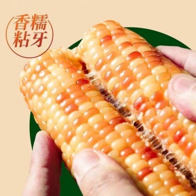 小花糯玉米云南西双版纳拇指玉米真空包装版纳小玉米云南特产花糯2斤图3
