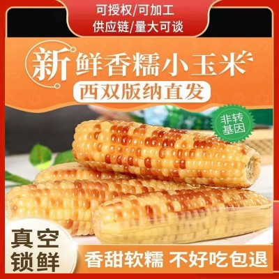 小花糯玉米云南西双版纳拇指玉米真空包装版纳小玉米云南特产花糯2斤图2