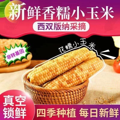 小花糯玉米云南西双版纳拇指玉米真空包装版纳小玉米云南特产花糯2斤