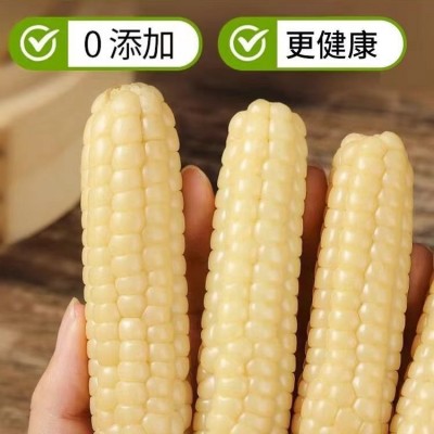 云南西双版纳拇指玉米即食早餐代餐新鲜傣家甜香糯迷你手指小玉米1斤图3