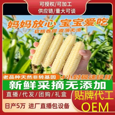 云南西双版纳拇指玉米即食早餐代餐新鲜傣家甜香糯迷你手指小玉米1斤