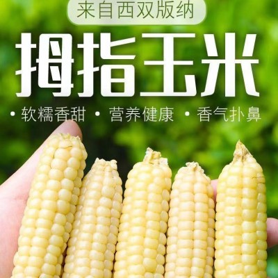 云南西双版纳拇指玉米即食早餐代餐新鲜傣家甜香糯迷你手指小玉米1斤图2