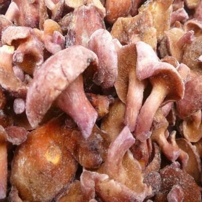 【裕菌隆】 红乳牛肝 野生菌冻品 生冻红乳牛肝菌 火锅牛肝菌批发      40千克图3