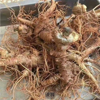 云南新鲜三七 现挖云南文山新鲜田七头潮湿生三七头根泡酒煲汤37 1斤图3