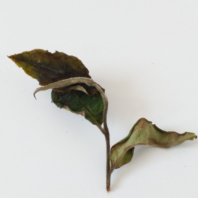 现货批发云南古树白茶2024年布朗山大树月光白茶鲜爽甘甜散装白茶50斤图2