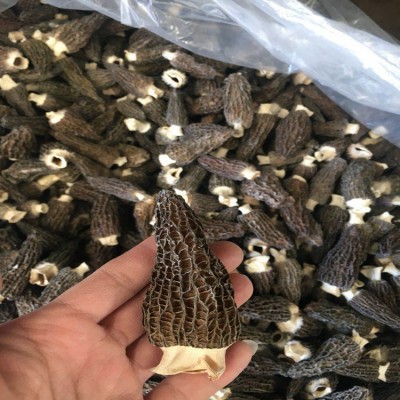 羊肚菌 干货 云南羊肚菌 5-7公分农副产品批发 云南特产2kg图3