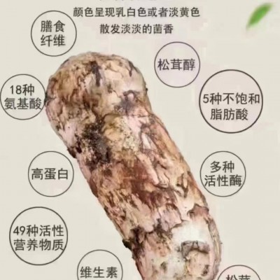2024新鲜松茸云南香格里拉菌菇产地直发煲汤顺丰包邮佳节送礼1斤图3