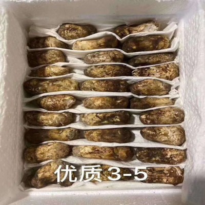2024新鲜松茸云南香格里拉菌菇产地直发煲汤顺丰包邮佳节送礼1斤