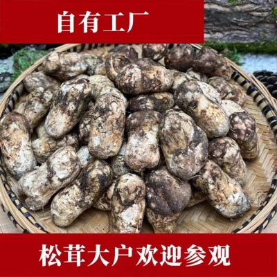 【产地直发】香格里拉新鲜松茸现货7-9cm鲜菌500/1000g食用松茸菌1千克图3