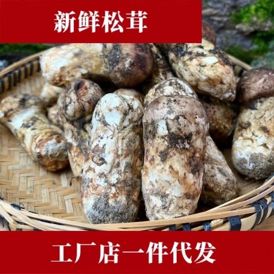 【产地直发】香格里拉新鲜松茸现货7-9cm鲜菌500/1000g食用松茸菌1千克