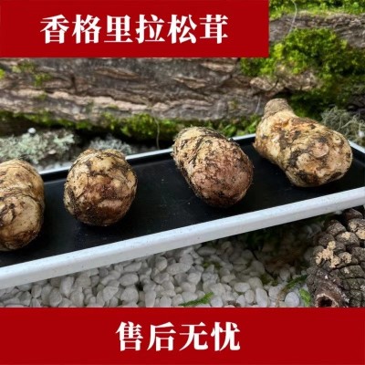 【产地直发】香格里拉新鲜松茸现货7-9cm鲜菌500/1000g食用松茸菌1千克图4