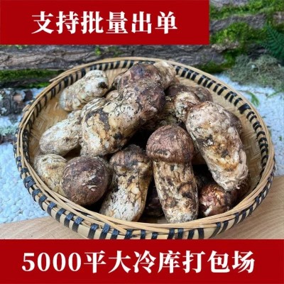 【产地直发】香格里拉新鲜松茸现货7-9cm鲜菌500/1000g食用松茸菌1千克图2
