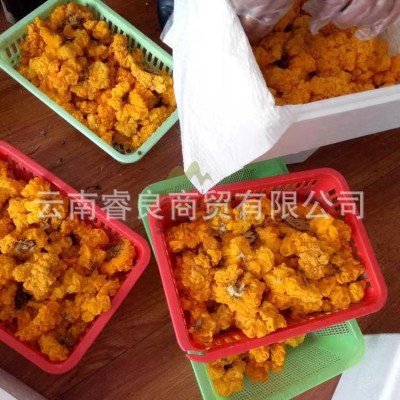 云南新鲜金耳特产食用菌鲜货煲汤食材厂家大量现货批发2件图3