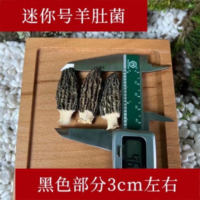 云南产地批发羊肚菌干货250g大号剪柄食用菌人工 酒店大货批发2件图5