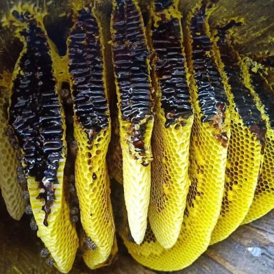 云南黑蜂蜜源头工厂直营蜂蜜批发一件代发云南高山正宗土黑蜂蜜1瓶