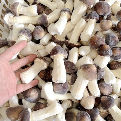 冰鲜冻姬松茸 云南山珍土特产菌菇火锅香菇食材一斤批发野生蘑菇2斤图3