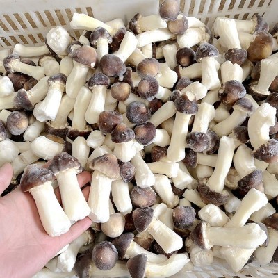 冰鲜冻姬松茸 云南山珍土特产菌菇火锅香菇食材一斤批发野生蘑菇2斤图2