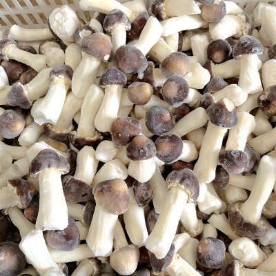 冰鲜冻姬松茸 云南山珍土特产菌菇火锅香菇食材一斤批发野生蘑菇2斤图4