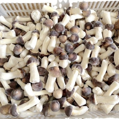 冰鲜冻姬松茸 云南山珍土特产菌菇火锅香菇食材一斤批发野生蘑菇2斤图5