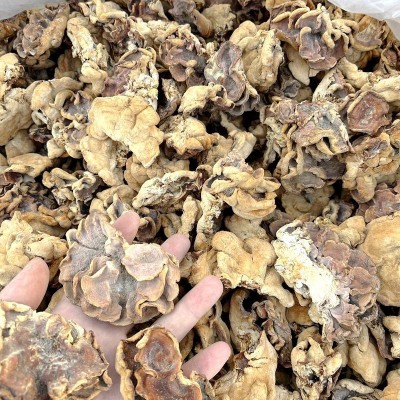 牛肚菌榆耳菌干货 大量批发价格低一斤整件20公斤山珍美食农产品2斤图2