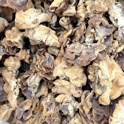 牛肚菌榆耳菌干货 大量批发价格低一斤整件20公斤山珍美食农产品2斤图3