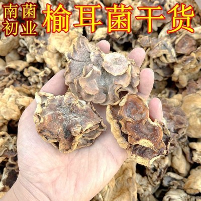 牛肚菌榆耳菌干货 大量批发价格低一斤整件20公斤山珍美食农产品2斤