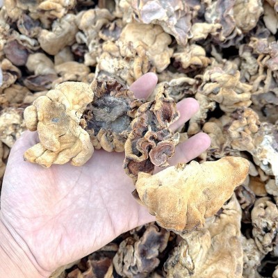 牛肚菌榆耳菌干货 大量批发价格低一斤整件20公斤山珍美食农产品2斤图5