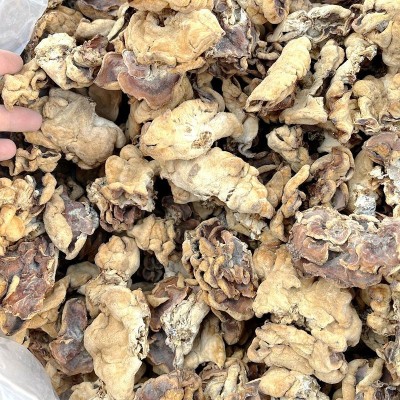 牛肚菌榆耳菌干货 大量批发价格低一斤整件20公斤山珍美食农产品2斤图4