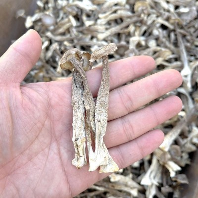 鹿茸菌菇干货 大量批发价格低一斤装整件5公斤山珍美食农产品2斤图3