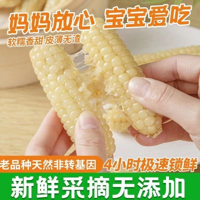云南西双版纳拇指玉米即食早餐代餐新鲜傣家甜香糯迷你手指小玉米1斤图3