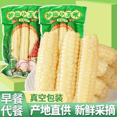 云南西双版纳拇指玉米即食早餐代餐新鲜傣家甜香糯迷你手指小玉米1斤图2