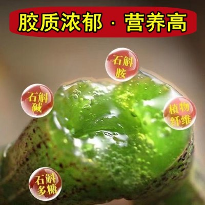 云南 霍山五年生铁皮石斛四年生鲜条500克现采现发铁皮新鲜石斛1份