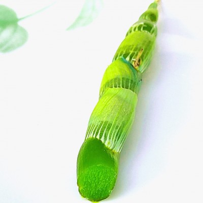 珍虫石斛鲜条梳唇石斛仿野生种植长在茶树上的石斛口感棉甜无渣10斤图4