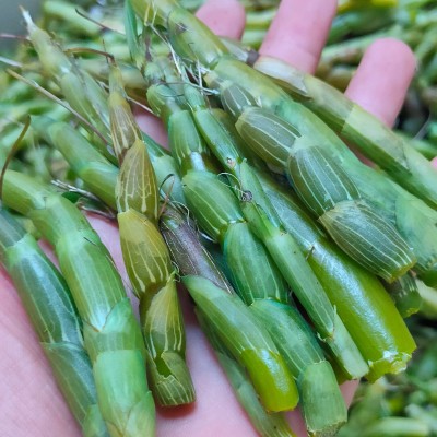 珍虫石斛鲜条梳唇石斛仿野生种植长在茶树上的石斛口感棉甜无渣10斤图5