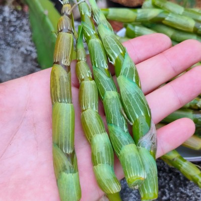 珍虫石斛鲜条梳唇石斛仿野生种植长在茶树上的石斛口感棉甜无渣10斤图3