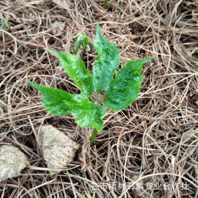 云南三七种苗 田七苗 带根三七 2年生文山三七 块茎大品质好1000株图3