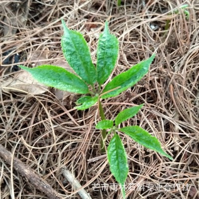 云南三七种苗 田七苗 带根三七 2年生文山三七 块茎大品质好1000株图5