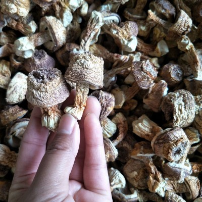 云南特产本色姬松茸干货2斤 巴西菇 汤料包菌菇大货批发一件代发1千克图3