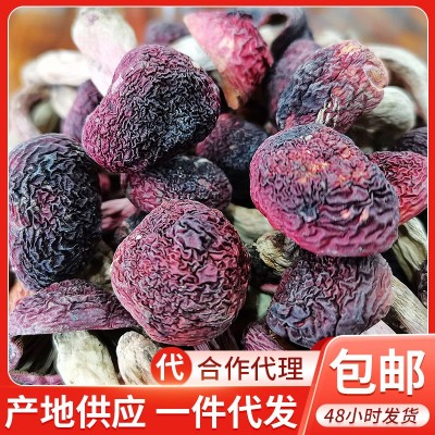 正红菇干货 武夷山红菇 菇丁月子红菇红椎菌干品煲汤食材批发1件