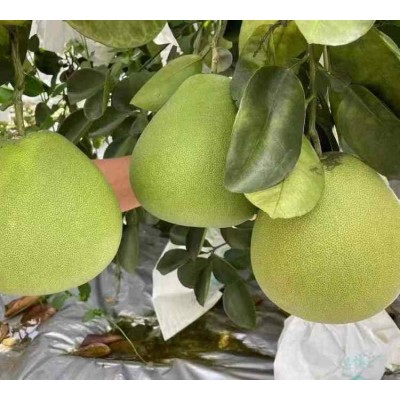 新鲜水果 东试早傣柚 脆甜多汁 产地现摘现发    1个