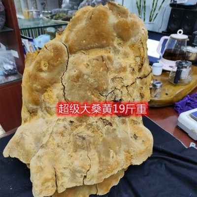 垚林堂中药材 野生大桑黄批发 品相好 定价透明合理     1个