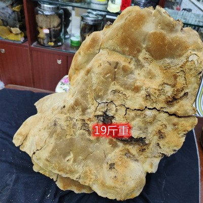 垚林堂中药材 野生大桑黄批发 品相好 定价透明合理     1个图2