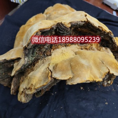 垚林堂中药材 野生大桑黄批发 品相好 定价透明合理     1个图5